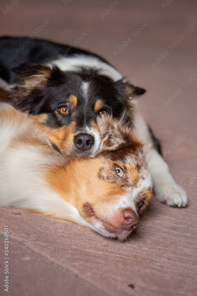 two australian shepherd doing tricks in the city two australian shepherd doing tricks in the city