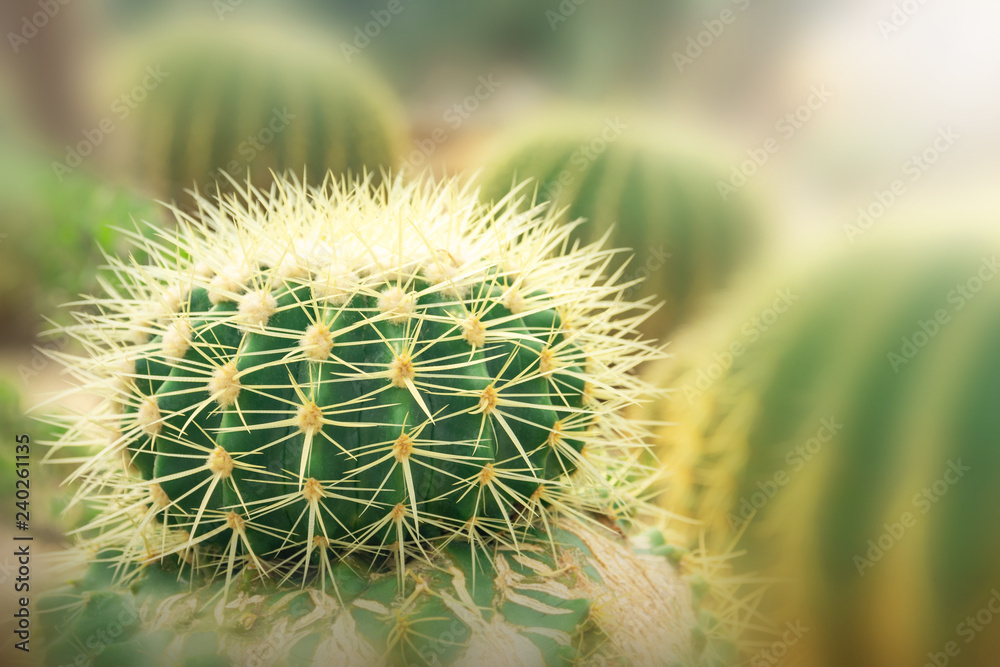Golden barrel cactus. Close up green cactus in garden. Golden barrel cactus. Close up green cactus in garden.