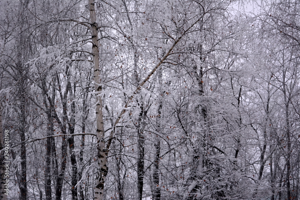 Winter fairy tale: birch forest in the snow, wildlife, beautiful grove, natural frosty landscape