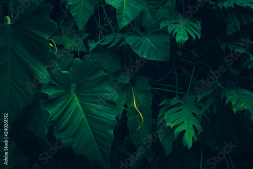 Nature leaves green background in garden at spring. dark tropical foliage natural background. photo