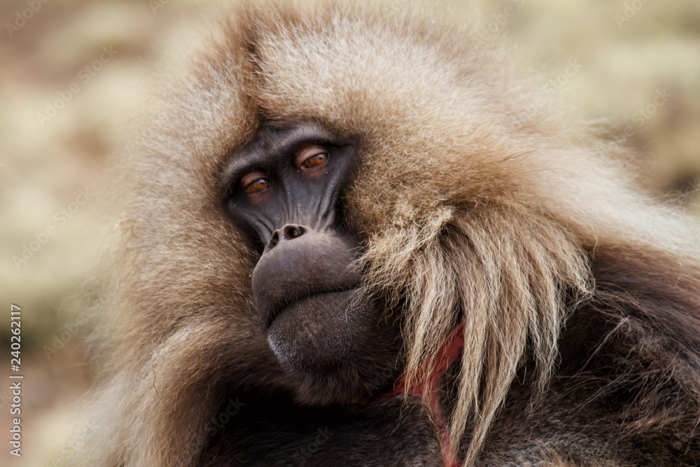 Fototapeta premium Portrait of a Male gelada baboon - Simien Mountains - Ethiopia