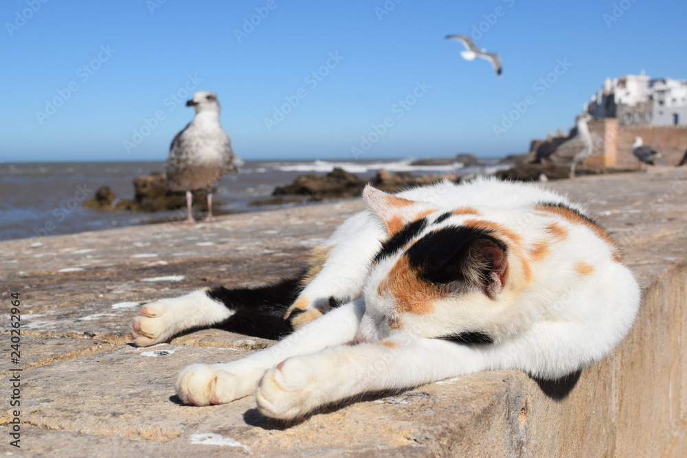 Fototapeta premium Essouiara, maroko , śpiący kotek