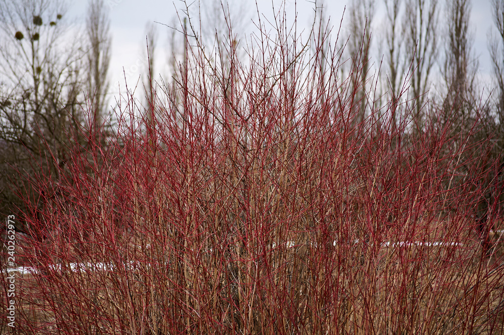 Fototapeta premium Thick thickets of red bushes. Cloudy winter day.