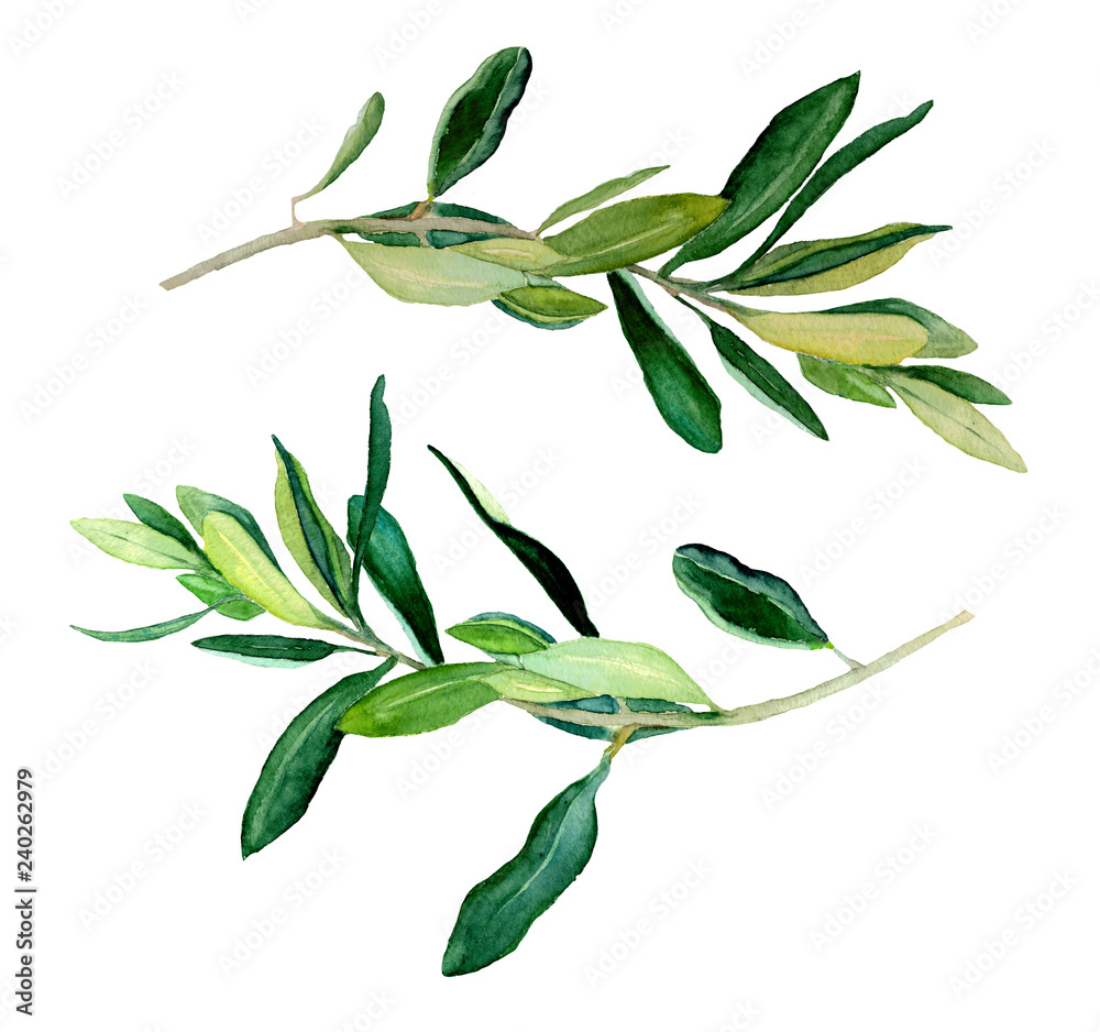 Obraz premium Watercolor two olive branches, raster template on white background. Hand drawn watercolor illustration. 
