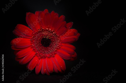 Dark red gerbera isolated on black background copy space with place for text. photo