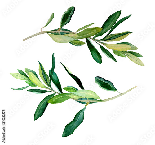 Watercolor two olive branches, raster template on white background. Hand drawn watercolor illustration. 