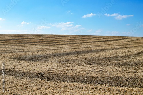 Soybean field after harvest in the fall.