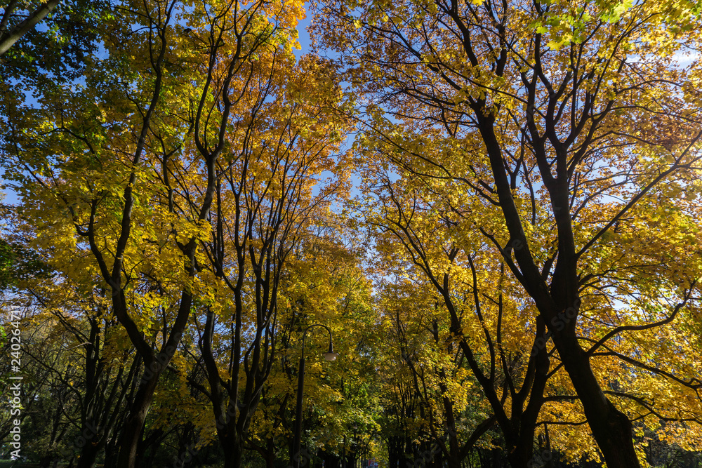 View of colorful tree leaves from below in autumn afternoon View of colorful tree leaves from below in autumn afternoon