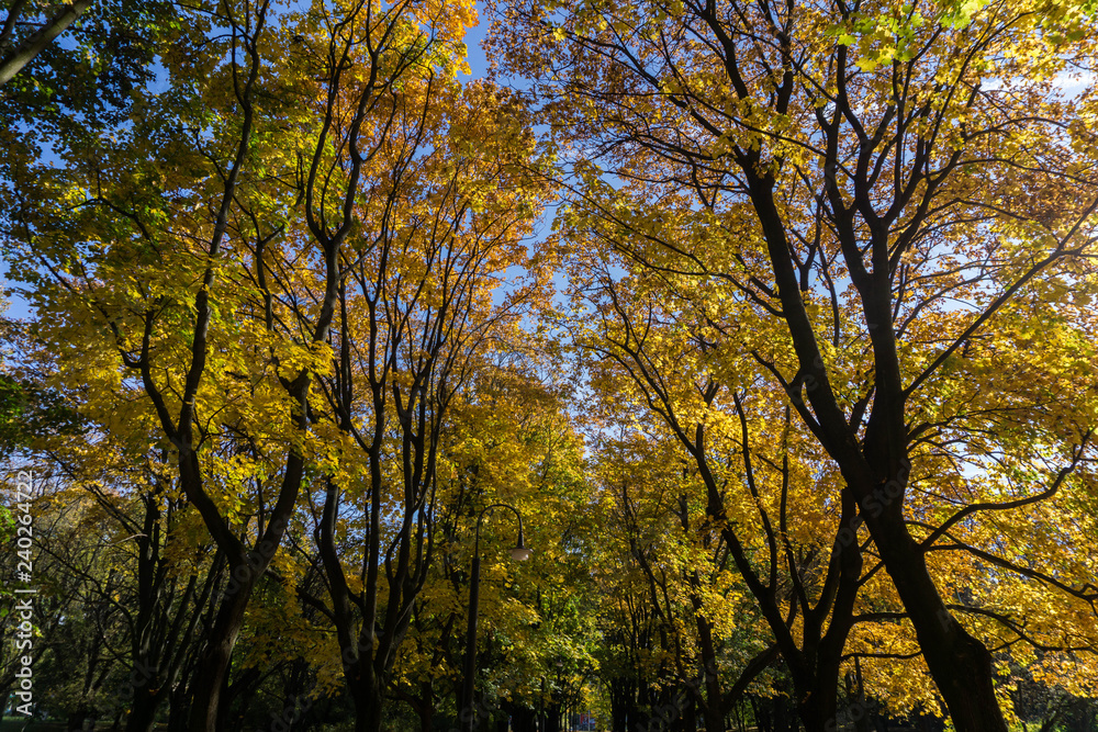 View of colorful tree leaves from below in autumn afternoon View of colorful tree leaves from below in autumn afternoon