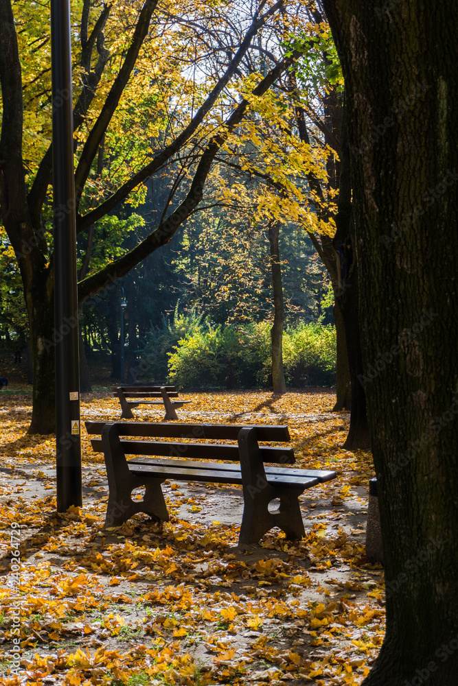Bench next to walking road and colorful tree leaves in autumn afternoon
