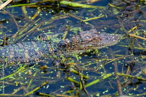 A young alligator is perfectly camoflaged in the swampy foliage waters