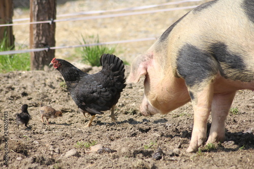 Schwein