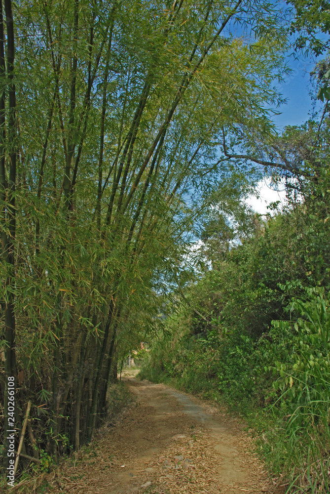 Caminos de Bambú