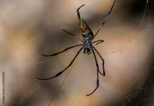 Madagascar Spider in web