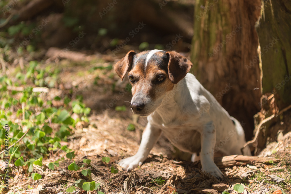 Cute Jack Russell Terrier hunting dog is looing out of a cave
