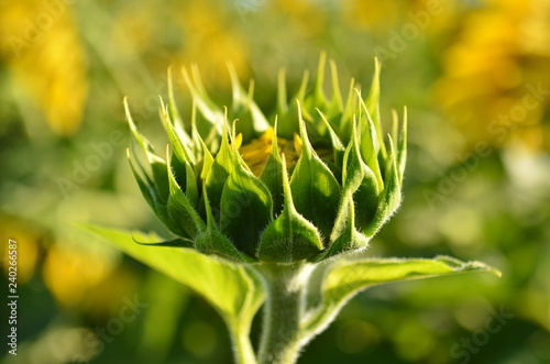 Sunflower green