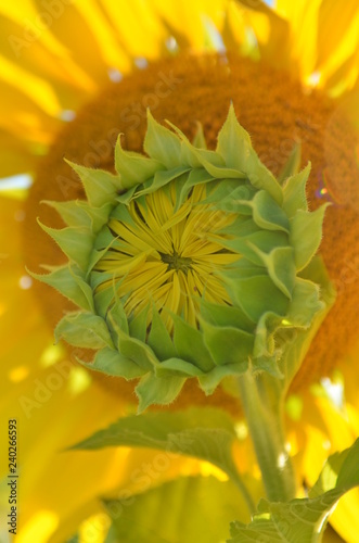 yellow flower closeup of sunflower