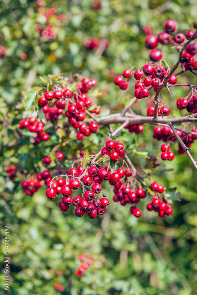 Obraz premium Ripe red berries on the branch of a hawthorn tree