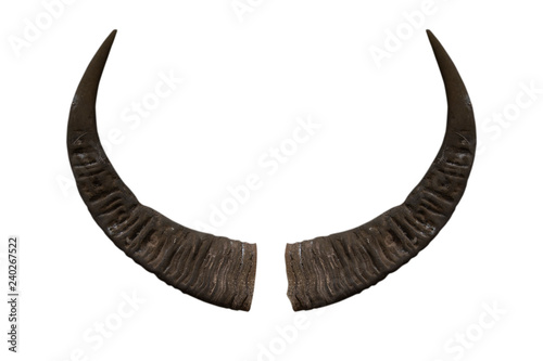 Buffalo horn isolated on white background - clipping paths