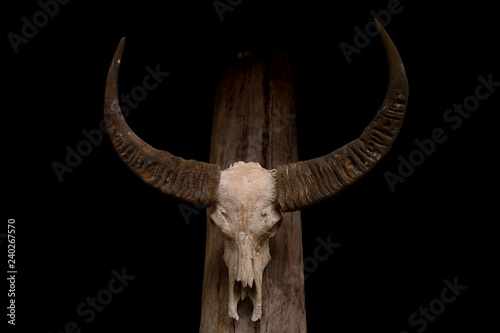 Buffalo skull on black background. © nuruddean