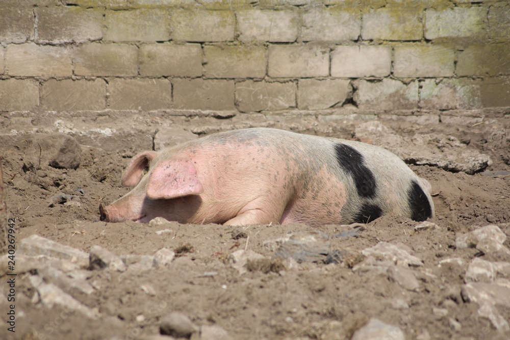Fototapeta premium Schwein