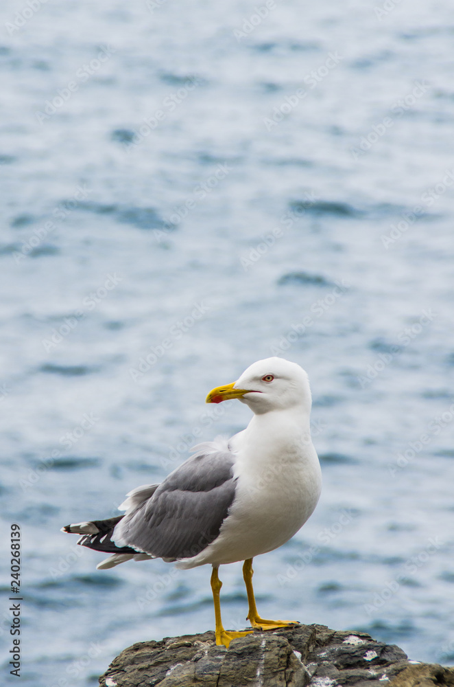 seagull on the beach