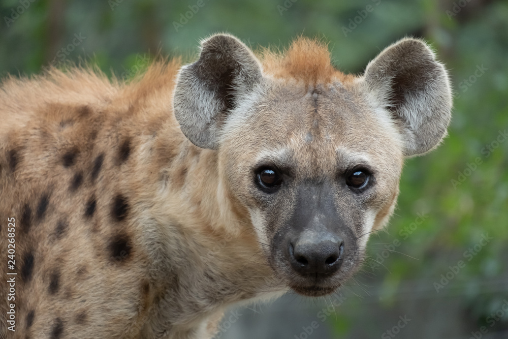 hyena hyena