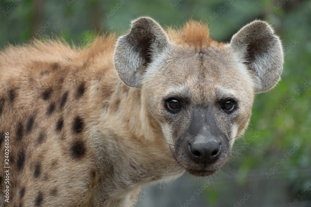 hyena hyena