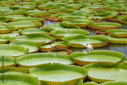 Sir Seewoosagur Ramgoolam Botanic Garden, Mauritius island. Waterpond with Giant Water Lilies (Victoria Amazonica).