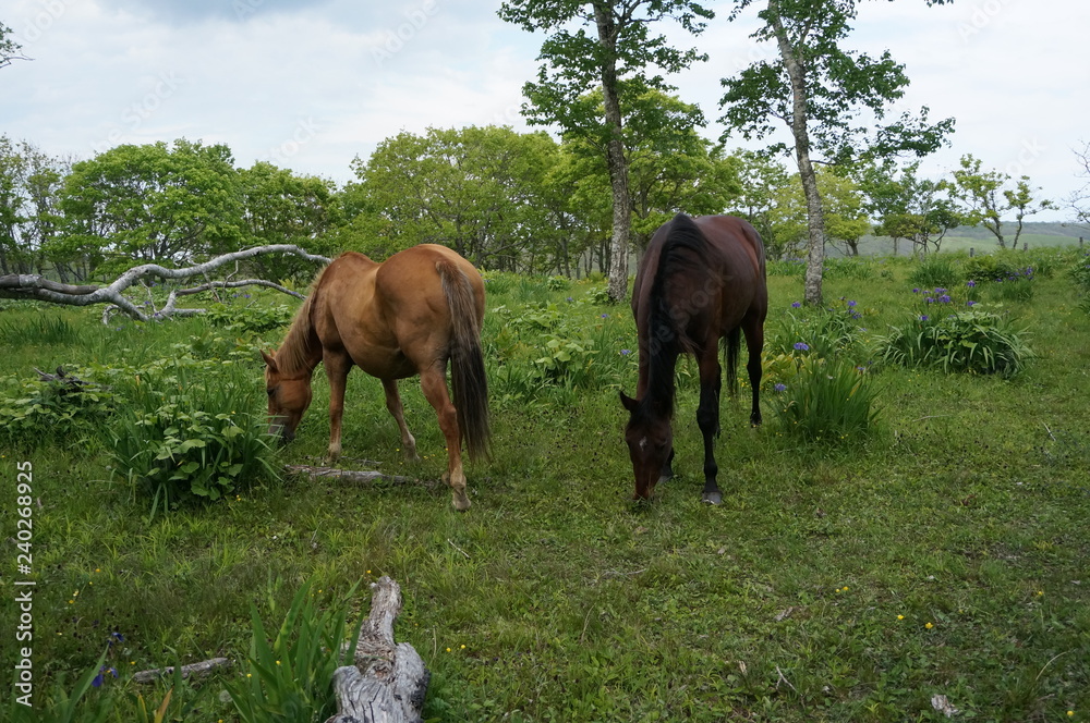 Fototapeta premium 草を食む馬