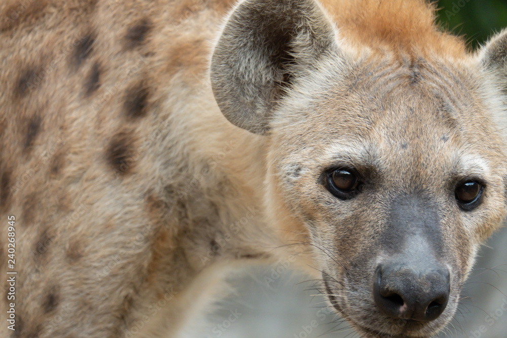 hyena hyena