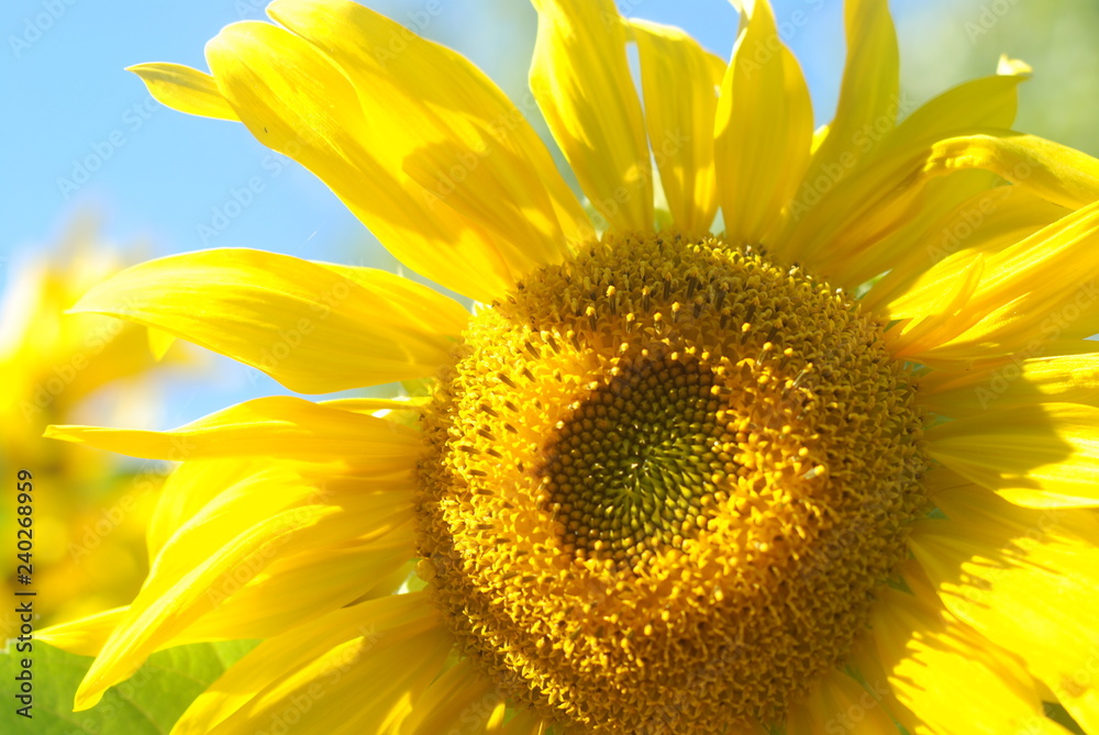 Naklejka premium sunflower on the field