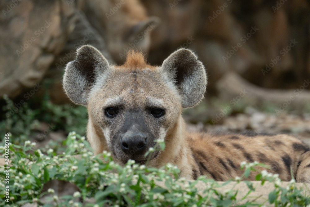 hyena hyena