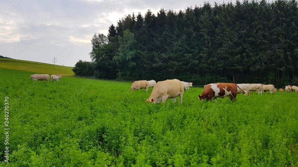 cows in a green field