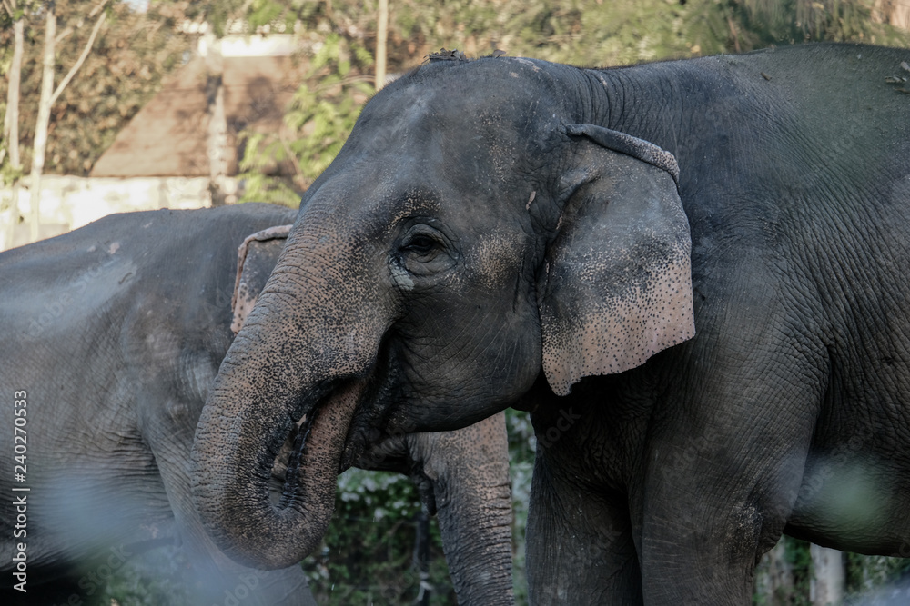 Fototapeta premium Elephant