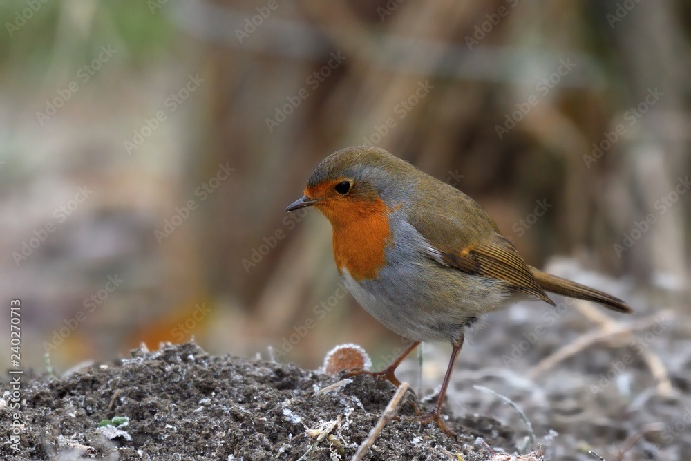 Pettirosso Pettirosso