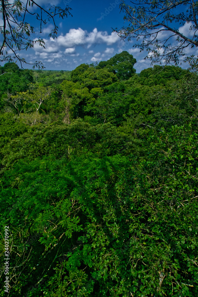 Amazon Jungle Canopy