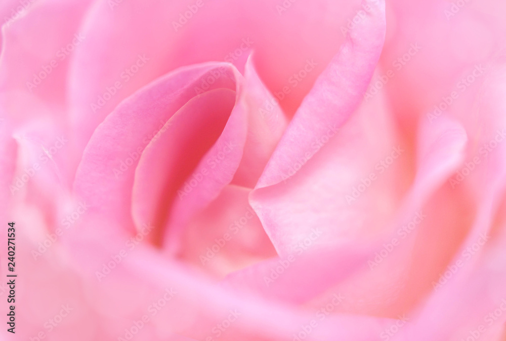 Close-up of a beautiful pale pink english rose. Symbol of love and romance.
