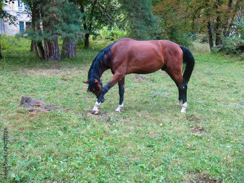 Beautiful big brown horse scratching his foot