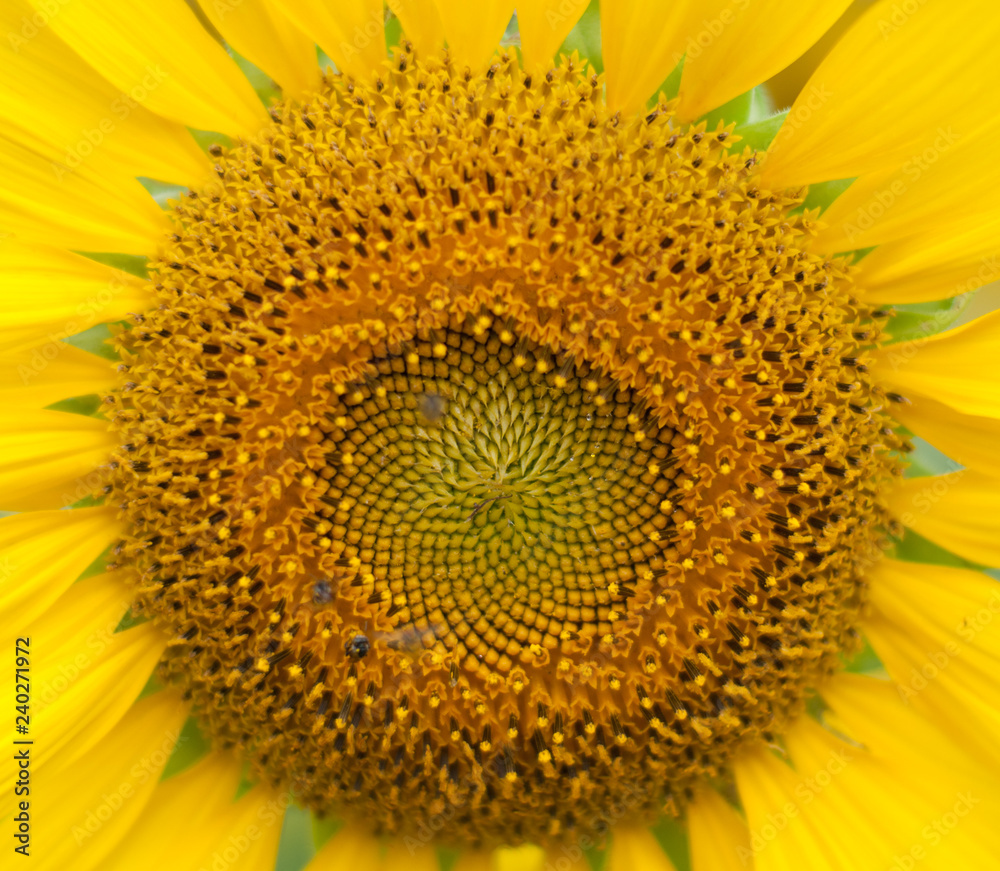 sunflower , field of sunflower it's look beautiful in the morning at bangkea thaoland sunflower , field of sunflower it's look beautiful in the morning at bangkea thaoland