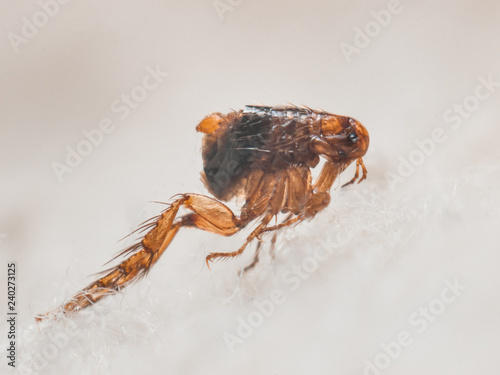 Dog flea (Ctenocephalides canis) on white fur. Microscopic photo photo