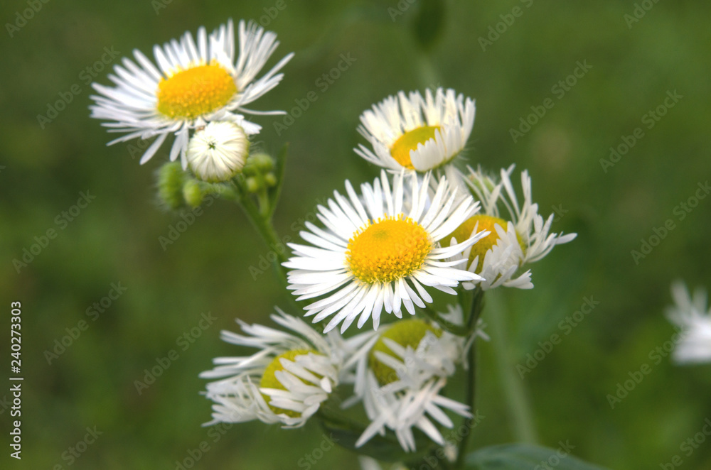 Fototapeta premium daisy in the grass
