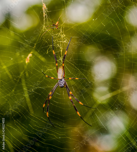 Humped Golden Orb-weaving spiders - Nephilia plumipes (Male & Female).