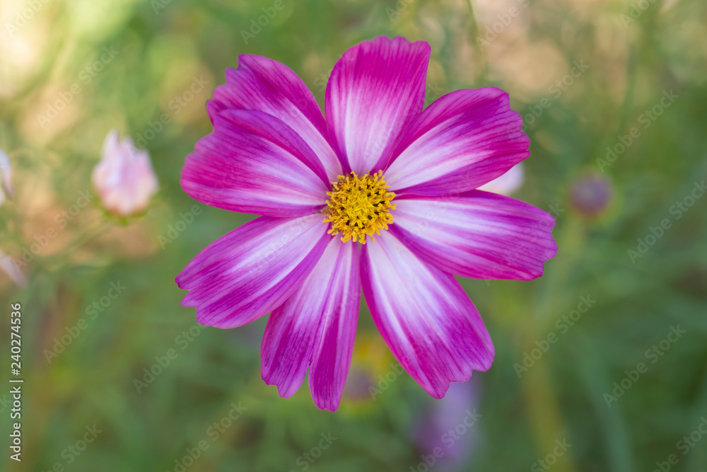 Closeup of cosmos flower top view with blurred background in graden. Closeup of cosmos flower top view with blurred background in graden.