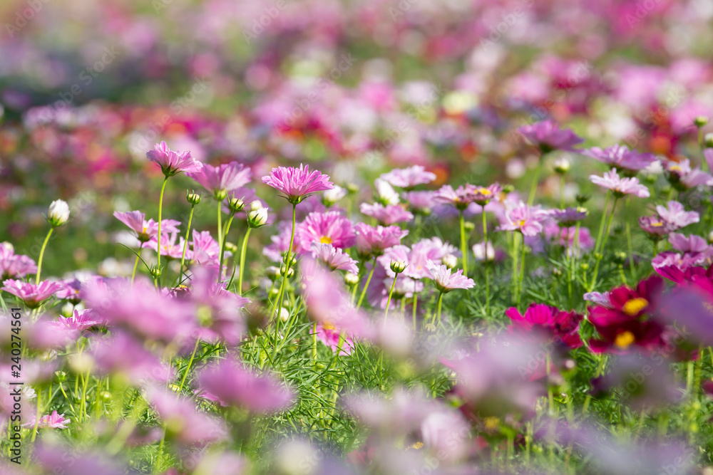 Obraz premium Cosmos flower with blurred background in graden.Landscape of cosmos flower.
