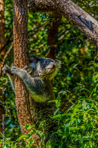 Koala Bear - Phasdolarctos cinereus photo