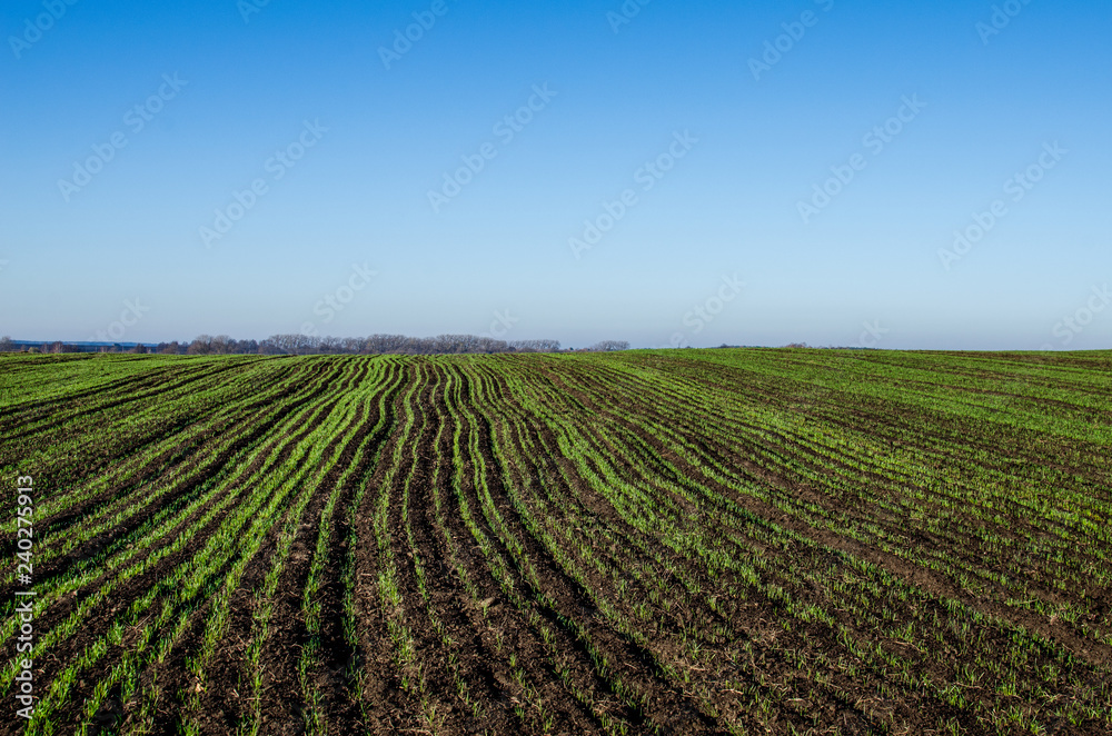 Ripening winter cereals, winter grains field lined in October on a beautiful, sunny autumn day.