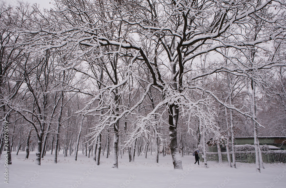 Fototapeta premium trees in winter