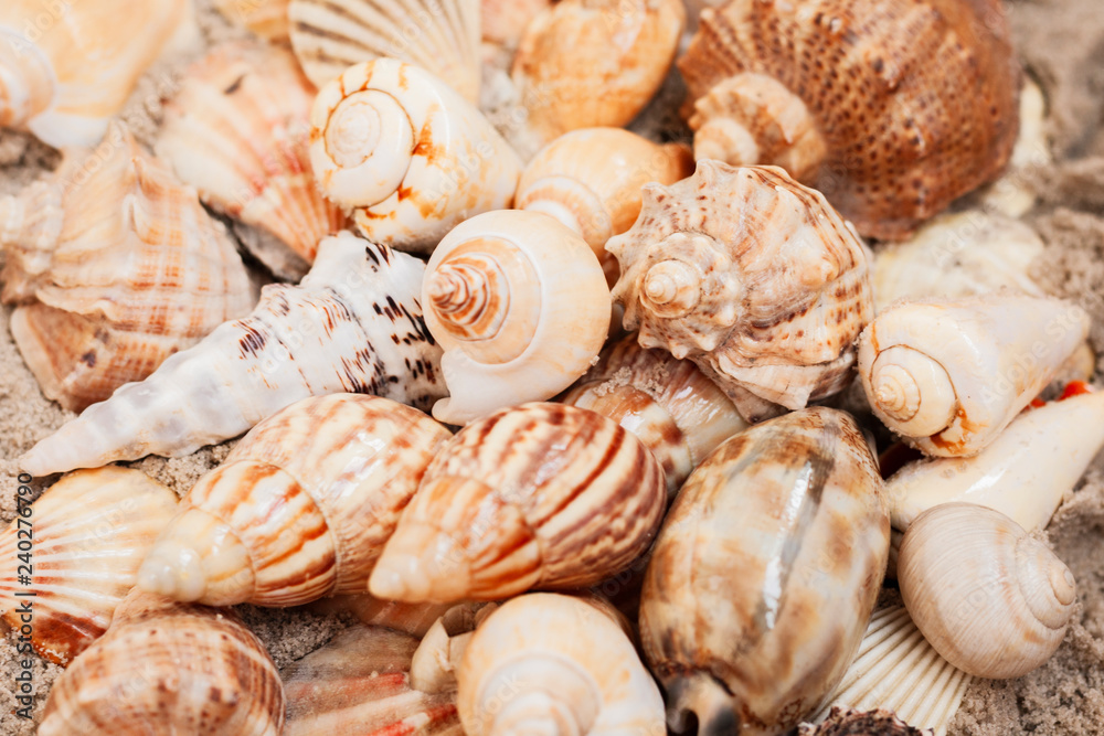 Seashells on the sand, summer beach background with copy space for text. Seashells on the sand, summer beach background with copy space for text.