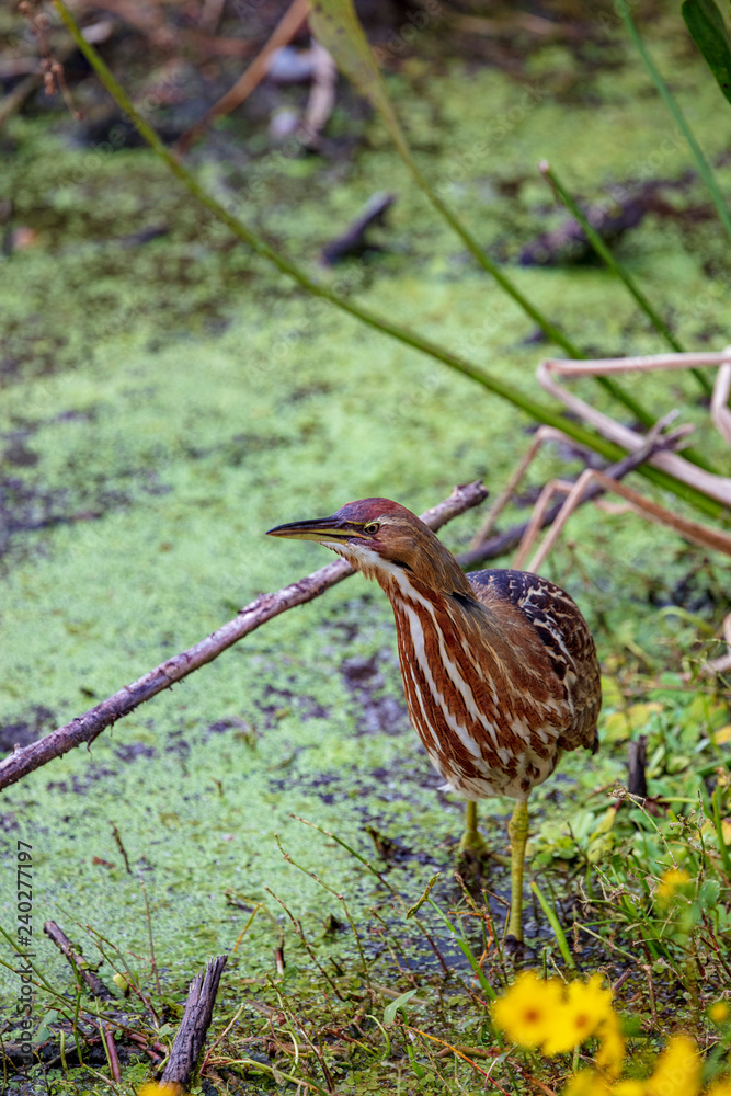 A single American Bittern stalks its evening meal in the verdant green wetlands